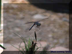 dragonfly1velda.jpg (215254 bytes)