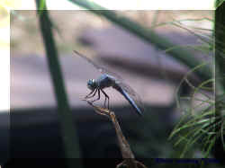 dragonfly 3 velda.jpg (215103 bytes)