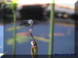 dragonfly 4 velda.JPG (206147 bytes)
