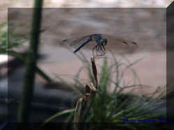 dragonfly 5 velda.jpg (206858 bytes)